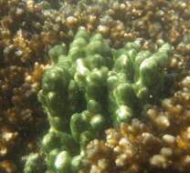 Image of hump coral