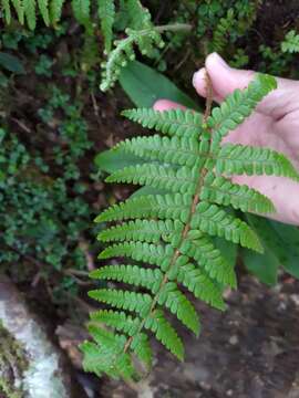 Image of Dryopteris apiciflora (Wall. ex Mett.) O. Kuntze