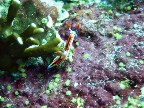 Image of Nembrotha aurea Pola, Cervera & Gosliner 2008