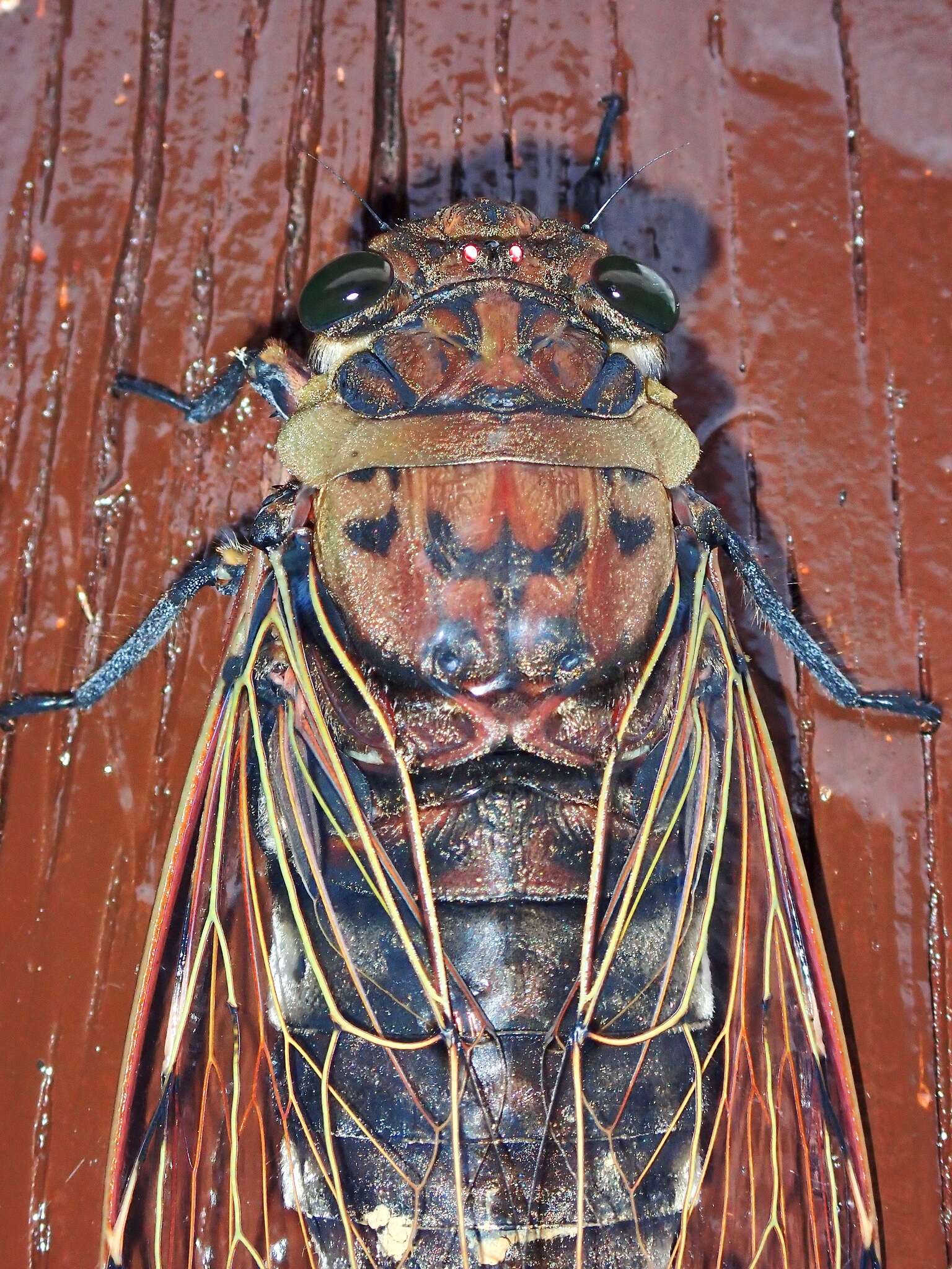 Image of Megapomponia merula (Distant 1905)