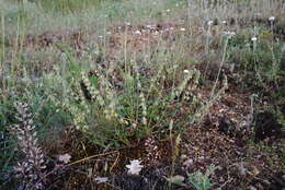 Imagem de Helianthemum nummularium subsp. grandiflorum (Scop.) Schinz & Thell.