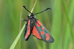 Слика од Zygaena loti phoenicea Staudinger 1887