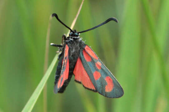 Слика од Zygaena loti phoenicea Staudinger 1887