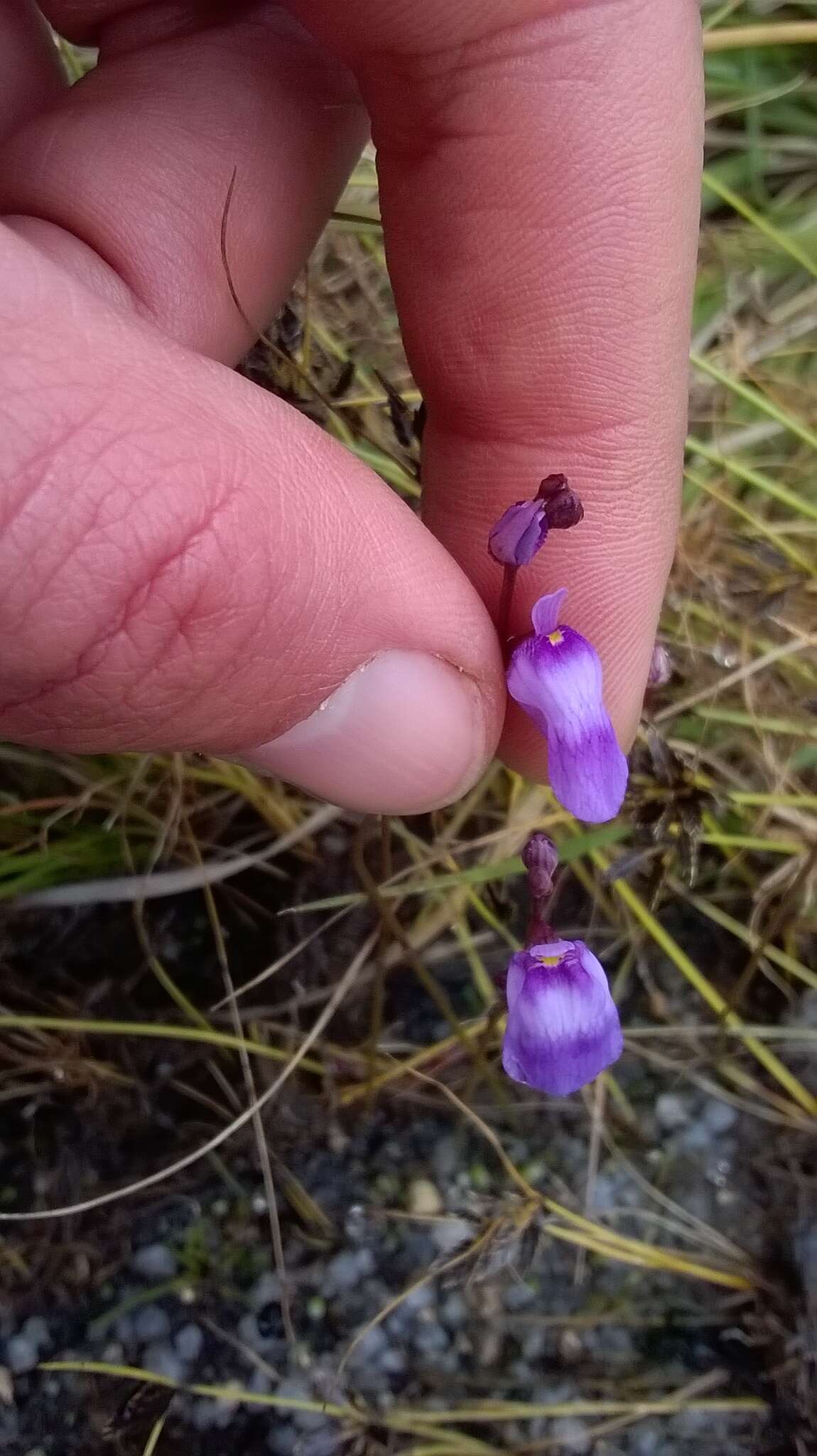 Image of Utricularia livida E. Mey.