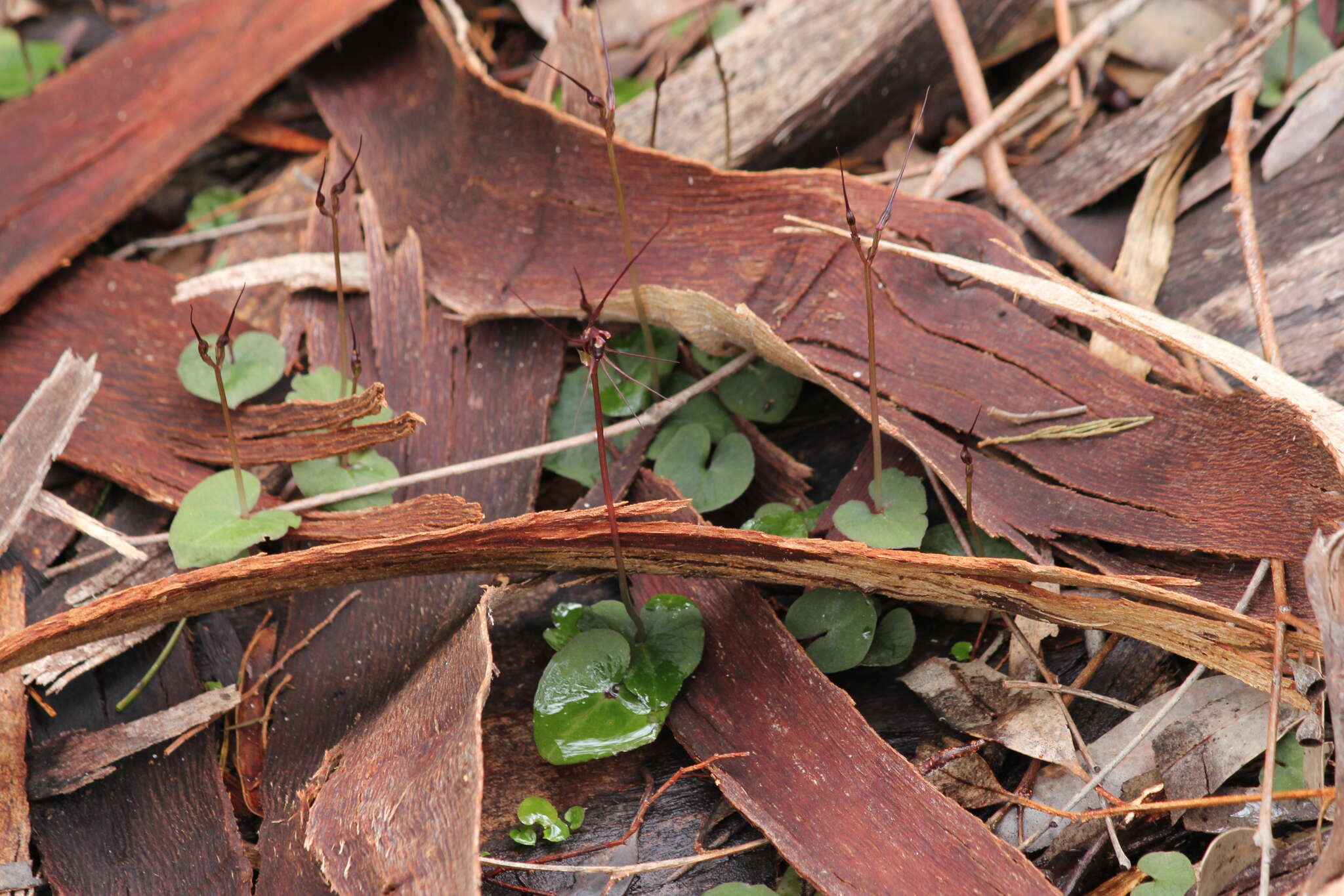 Image of Mayfly orchid