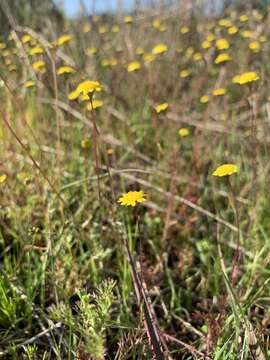 Image of Cotula pruinosa