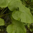 Image of Ligularia amplexicaulis (Wall.) DC.