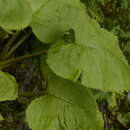 Sivun Ligularia amplexicaulis (Wall.) DC. kuva