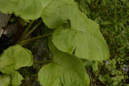 Image of Ligularia amplexicaulis (Wall.) DC.