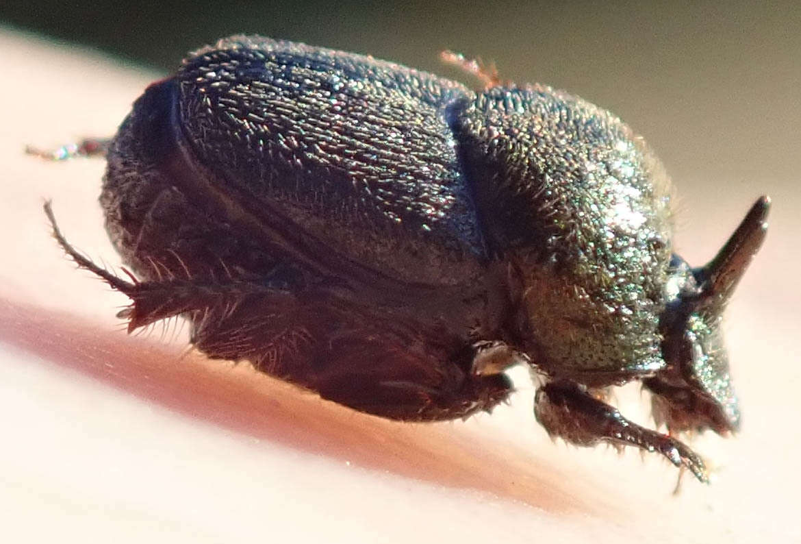 Image of Onthophagus aeruginosus Roth 1851