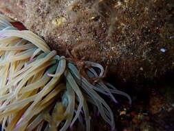 Image of Leach's spider crab