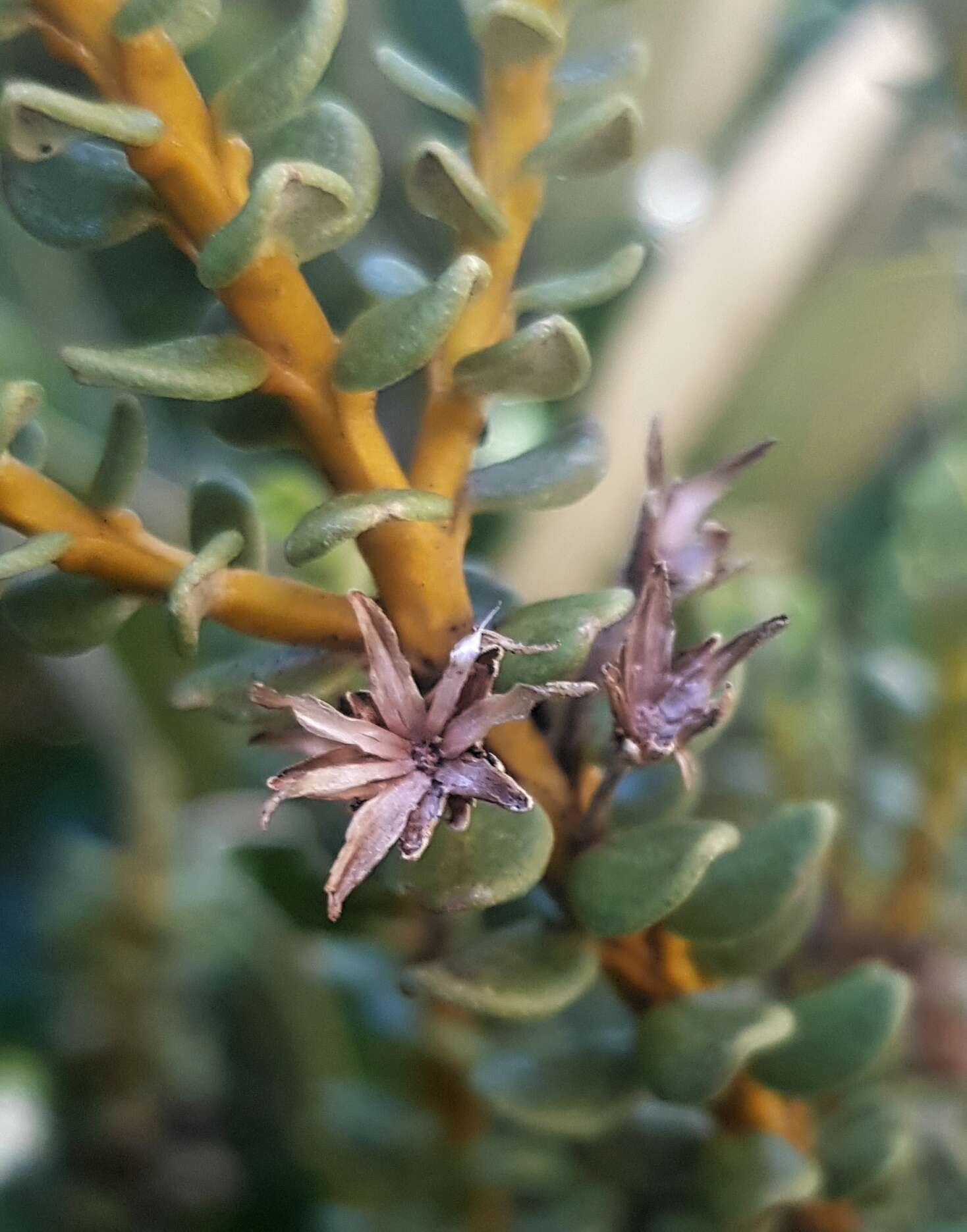 Image of Olearia nummularifolia Hook. fil.