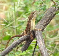 Image of Sita lizards