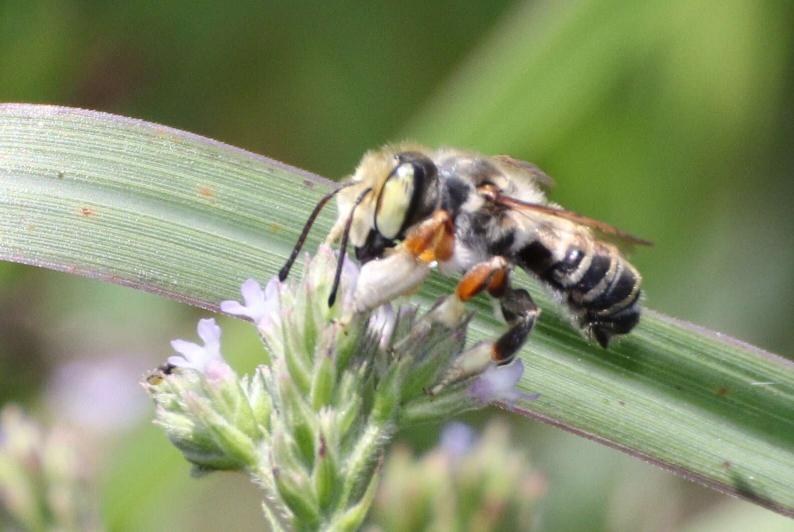 Image of White-footed Leaf-cutter Bee