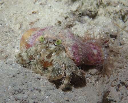 Image of pale anemone hermit crab