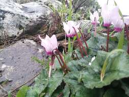 Image of florist's cyclamen