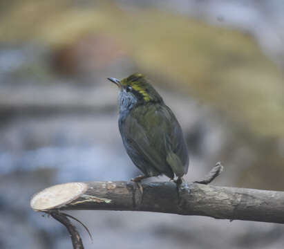 Image of Grey-bellied Tesia