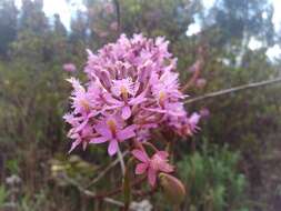 Image of Epidendrum arachnoglossum Rchb. fil. ex André