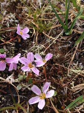 Claytonia sarmentosa C. A. Mey. resmi