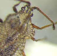 Image of Tingis (Lasiotropis) ciliaris (Puton 1879)