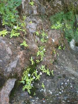 Image of Pinguicula dertosensis (Cañig.) G. Mateo Sanz & M. B. Crespo Villalba