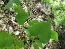 Dioscorea convolvulacea Cham. & Schltdl. resmi