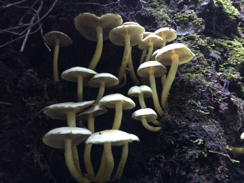 Image of Hypholoma fasciculare (Huds.) P. Kumm. 1871