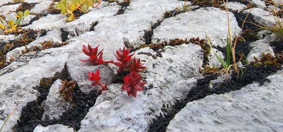 Image of ledge stonecrop