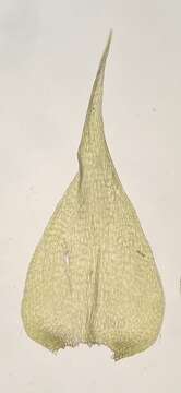 Image of <i>Campyliadelphus chrysophyllus</i>