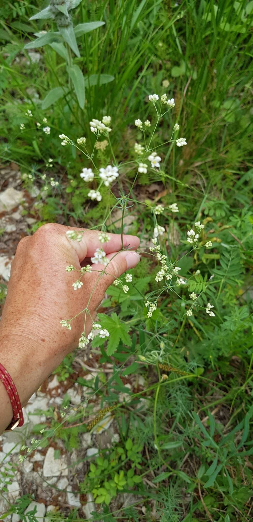 Image of Galium xeroticum (Klokov) Pobed.