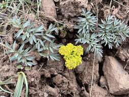 Plancia ëd Lomatium cous (S. Wats.) Coult. & Rose