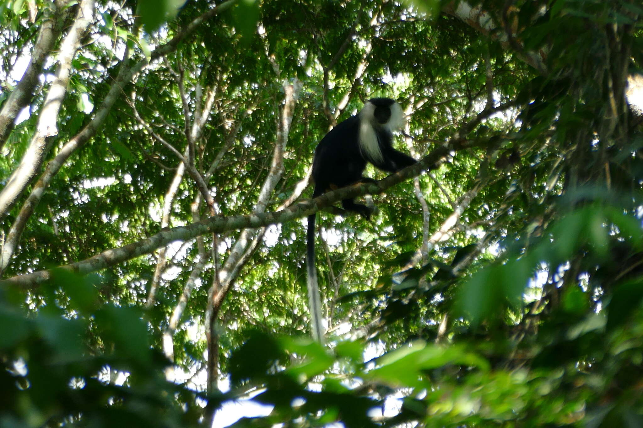 Imagem de Colobus angolensis Sclater 1860