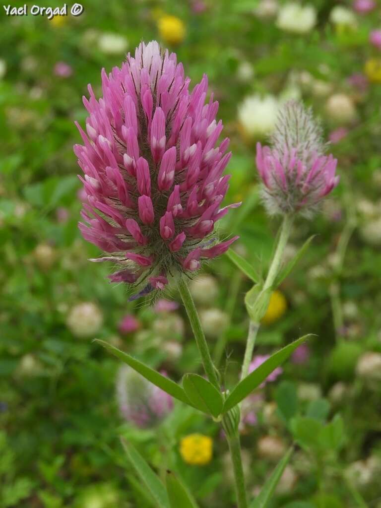 Imagem de Trifolium purpureum Loisel.