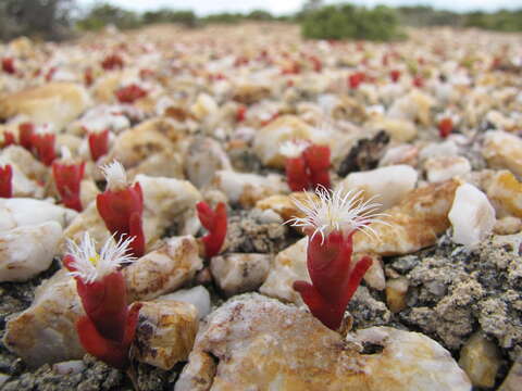 Image of Mesembryanthemum fastigiatum Thunb.