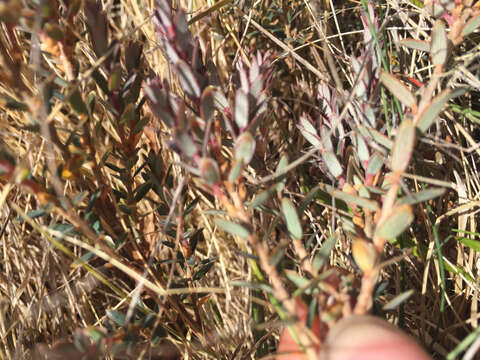 Image of Acrothamnus colensoi (Hook. fil.) Quinn