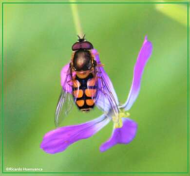 Image of Syrphus octomaculatus Walker 1836