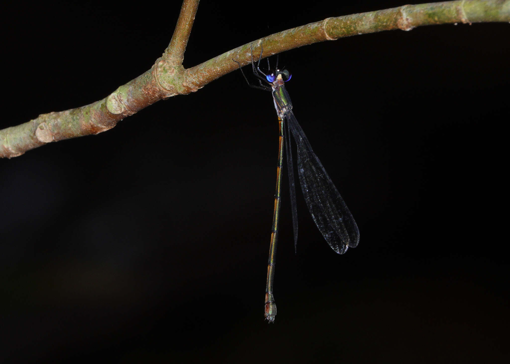 Image of Synlestes tropicus Tillyard 1917