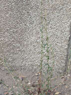 Image of prickly lettuce