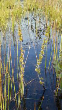 Imagem de Betula michauxii Spach