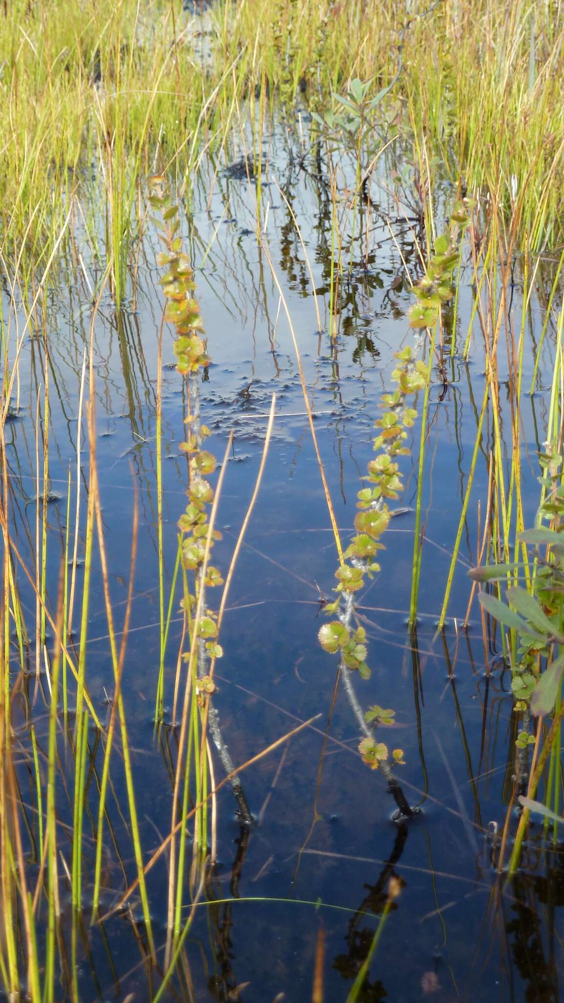 Image of Newfoundland dwarf birch