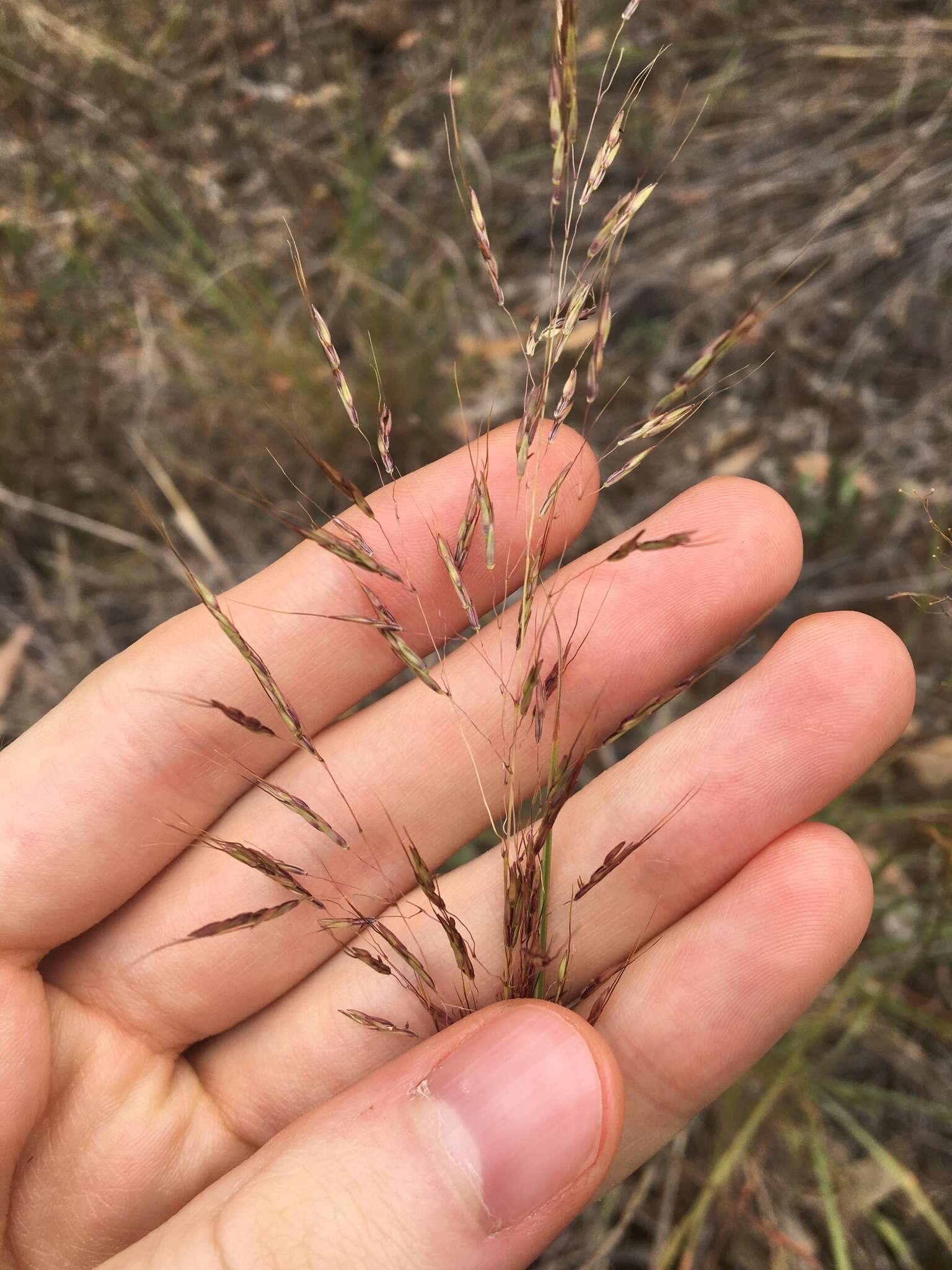 Слика од Capillipedium spicigerum S. T. Blake