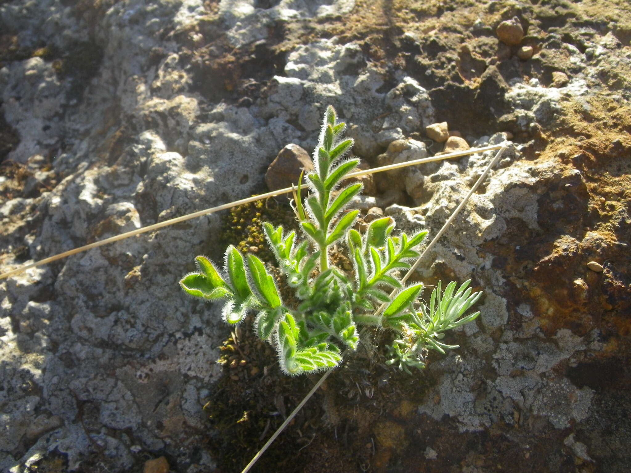 Image of Pelargonium auritum subsp. auritum