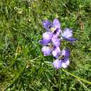 Image of Delphinium crispulum Rupr.