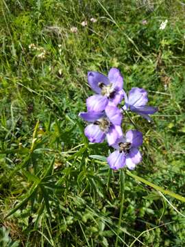 Delphinium crispulum Rupr.的圖片