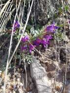 Image of Thompson's beardtongue