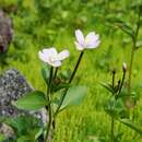 Image of Hornemann's willowherb