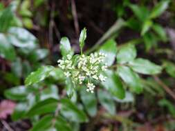 Scandia rosifolia (Hook.) J. W. Dawson resmi