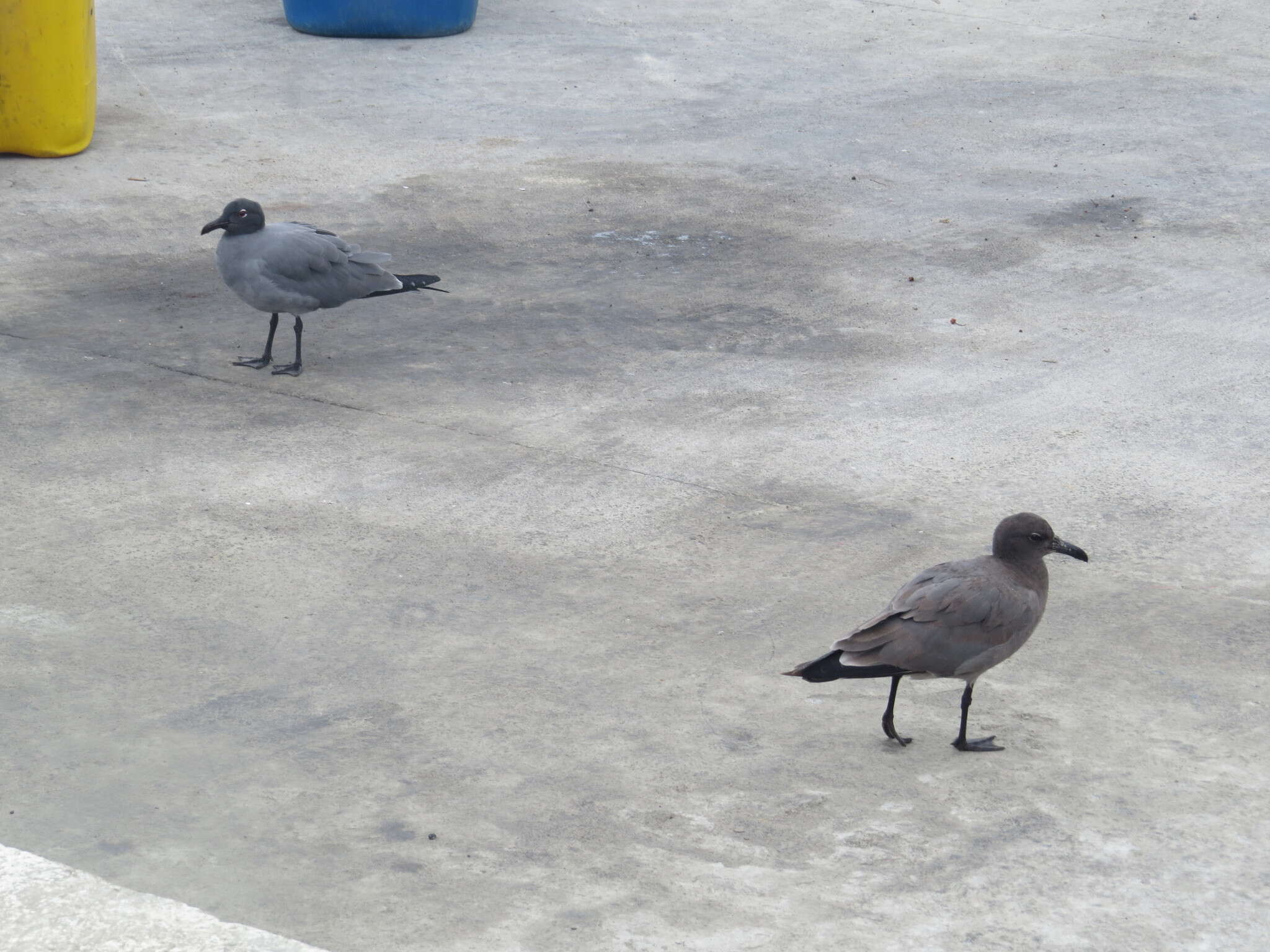 Image of Lava Gull