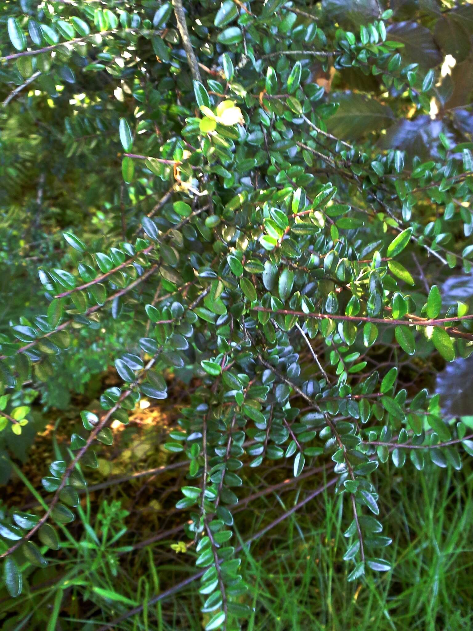 Image of box-leaf honeysuckle