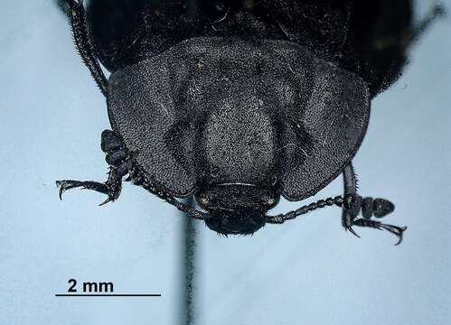 Plancia ëd Oiceoptoma inaequale (Fabricius 1781)